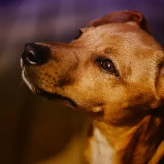 Primer plano de un perro marrón, con el hocico y el ojo visibles. Me pregunto por qué mi perro me mira fijamente.