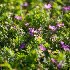 Los mejores arbustos con flores moradas para embellecer tu jardín