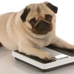 Un perro con sobrepeso, un pug, se acuesta sobre una báscula, con la pata delantera sobre el botón.