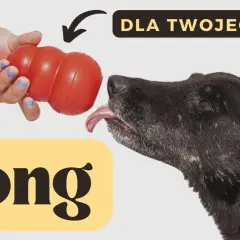 KONG dla psa: Jak w pełni wykorzystać potencjał? Poradnik eksperta