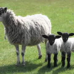 Una oveja madre con dos corderos juguetones en un prado verde. Parecen tan felices que dan ganas de soñar con ovejas.