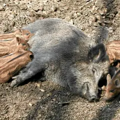 Dzik na osiedlu? Sprawdź, co robić, by być bezpiecznym!