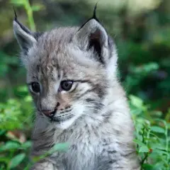 Ein junger Luchs, eine scheue Katze, schaut neugierig aus dem grünen Unterholz.