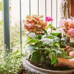 Frau bepflanzt einen Blumenkasten mit Hortensien und Geranien auf dem Balkon.