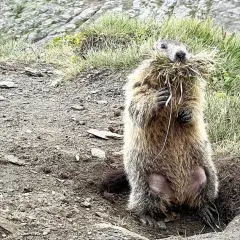 Ein Murmeltier mit einem Büschel Gras im Maul steht aufrecht vor seinem Bau in den Alpen.