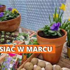 Co siać w marcu pod folią, aby uniknąć przymrozków i uzyskać plony