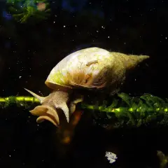 Une limnée des étangs, avec sa coquille spiralée, s'accroche à une plante aquatique verte dans l'obscurité.