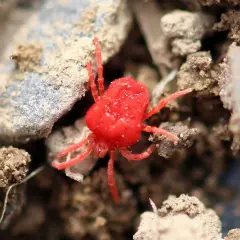 Ein winziges, leuchtend rotes Samtmilben-Jungtier mit acht Beinen krabbelt über erdigen Boden. Sein auffälliges Aussehen rote Vogelmilbe ist unverkennbar.