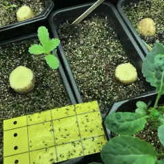 Gul klisterfälla full med sorgmyggor, en metod för att bli av med sorgmyggor i krukor med plantor och potatisbitar.
