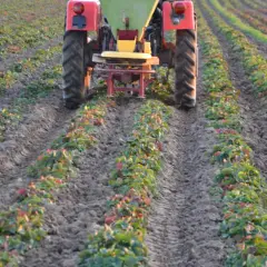 Jaki nawóz pod truskawki po zbiorach, aby uniknąć złych plonów?