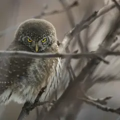 Mała sowa z żółtymi oczami siedzi na gałęzi. To jedno z wielu fascynujących słowiński park narodowy zwierzęta.