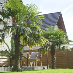 Dwa rodzaje palm tworzą tropikalny klimat w ogrodzie.