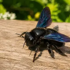 Eine große, schwarze Holzwespe mit schillernden blauen Flügeln sitzt auf einem Holzbrett.