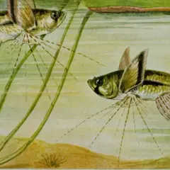 Dos peces mariposa de agua dulce nadan entre plantas acuáticas.