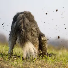 Ein struppiger Hund gräbt mit dem Kopf tief in der Erde, während Erde um ihn herum aufwirbelt.