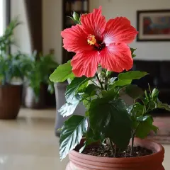 Un magnifique hibiscus rouge en pot, prêt pour son arrosage. D'autres plantes vertes et un salon flou en arrière-plan.