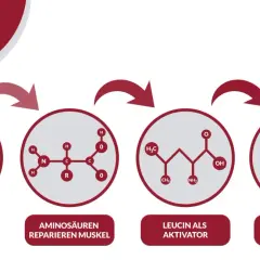 Schema zeigt, wie Aminosäuren Mikroverletzungen reparieren und Leucin den Muskelaufbau aktiviert. Wieviel Protein pro Tag Muskelaufbau unterstützt, wird hier visuell erklärt.