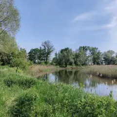 Zielona trawa i trzciny otaczają spokojną wodę w nadwarciańskim parku krajobrazowym. Drzewa tworzą zieloną ścianę w tle.