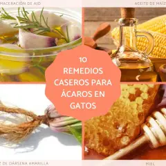 Remedios caseros para ácaros en gatos: maceración de ajo, aceite de maíz, raíz de dársela amarilla y miel.