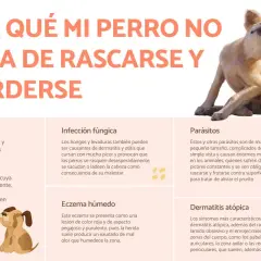 Perro rascándose intensamente, sufriendo de picores. El texto explica las causas de los picores en perros, como parásitos o dermatitis.