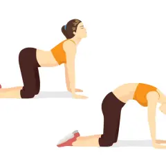 Deux postures de yoga illustrant des techniques de respiration : le dos creusé et le dos rond.