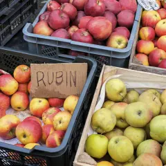 Skrzynki pełne jabłek, w tym odmiany Rubin, idealne na aromatyczną szarlotkę.