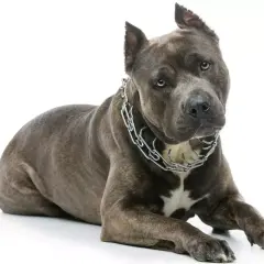 Potężny amerykański staffordshire terrier z metalowym łańcuchem na szyi leży na białym tle, patrząc wprost.