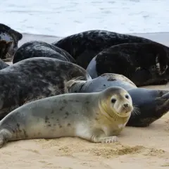 Foki na wyspie sobieszewskiej odpoczywają na piaszczystej plaży. Widać ich wiele, leżą blisko siebie.