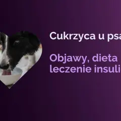 Pies z cukrzycą może żyć długo, jeśli odpowiednio zadbamy o jego dietę i leczenie. Dowiedz się więcej o objawach i insulinoterapii.