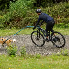 Rowerzysta w kasku jedzie po szutrowej ścieżce, ciągnąc psa na szelkach.