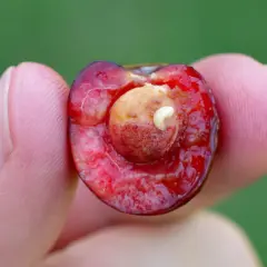 Une cerise coupée en deux, tenue entre deux doigts, révèle un petit ver blanc se nourrissant du noyau.