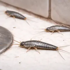 Kilka rybików w domu, spacerujących po wilgotnej podłodze łazienki w pobliżu odpływu.