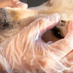 Manos enguantadas revisan a un perro, buscando garrapatas. Se acerca una garrapata a la piel del perro.