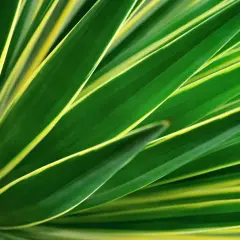 Nahaufnahme von grünen Blättern einer Yucca Palme mit gelben Rändern, die wie ein Fächer angeordnet sind.