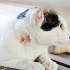 Gato blanco y negro con herida en el cuello. Un gato puede morir por un absceso si no se trata.