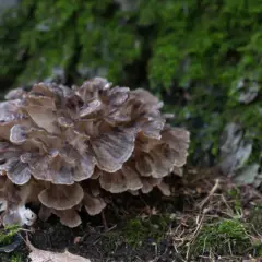 Un gruppo di funghi giapponesi, simili a petali marroni, cresce su un tronco ricoperto di muschio verde.