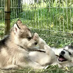 Malamut szczeniaki - Husky Alaskan Malamute Dostępne Teraz
