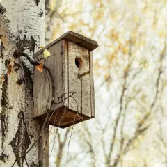 Wyczyść budki lęgowe: Kiedy, jak i dlaczego to klucz do zdrowia ptaków?