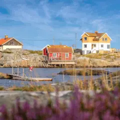 Solvik Kungshamn: Röda och gula hus på klippor vid vattnet, med en brygga och ljung i förgrunden.