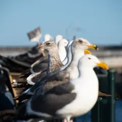 Rząd mew, każda z nich stanowi element rytmu w fotografii. Ich sylwetki tworzą powtarzalny wzór na tle błękitnego nieba.