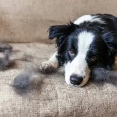 Border Collie liegt traurig auf dem Sofa, umgeben von Haarbüscheln. Der **Haarausfall Hund** ist deutlich sichtbar.