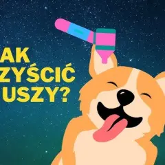 Jak prawidłowo czyścić uszy psu? 5 skutecznych metod