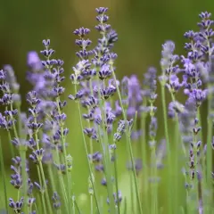 Fioritura lavanda in un campo verde, con spighe viola che si stagliano sullo sfondo sfocato.