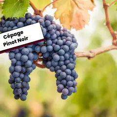 Grappes de Pinot Noir mûres sur la vigne, évoquant l'origine de ce cépage noble.