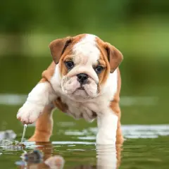 Un tierno bulldog inglés cachorro, con manchas marrones y blancas, se aventura en el agua, levantando una pata con gotas cayendo.