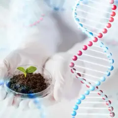 Ręce w rękawiczkach trzymają szalkę Petriego z młodą rośliną. W tle widoczne są spiralne struktury DNA, symbolizujące pracę w dziedzinie biotechnologii.