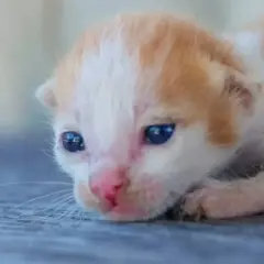 ¿Con cuántos días abren los ojos los gatos? Lo que necesitas saber