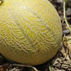 Dojrzewający melon na łodydze, dowód udanej uprawy melona. Siateczkowata skórka i zielone liście.