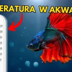Skalar jaka temperatura wody - uniknij błędów w hodowli ryb