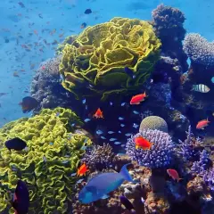 Podwodny świat Mauritiusa: tętniąca życiem rafa koralowa z kolorowymi rybami.